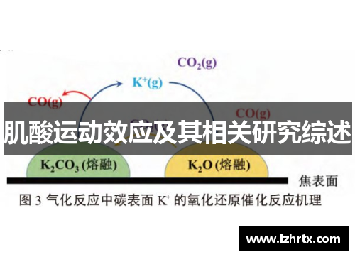 肌酸运动效应及其相关研究综述